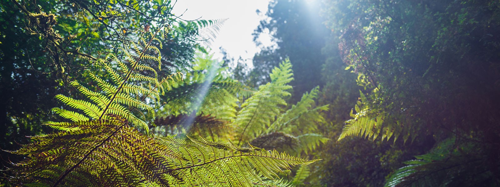 Maori Land - The Future